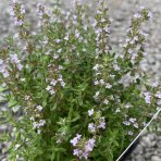 Dúška tymianová (Thymus Vulgaris) - kont. P9/P11